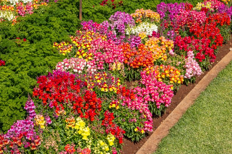 Planting Flower Borders