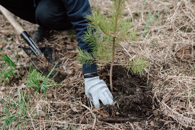 Pear Tree Planting