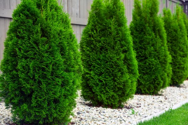 Arborvitae Planting in Carmel