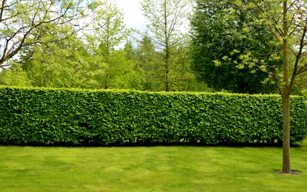 Hedge Planting in Carmel