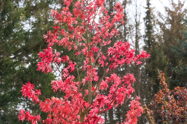 Japanese Maple Planting in Carmel