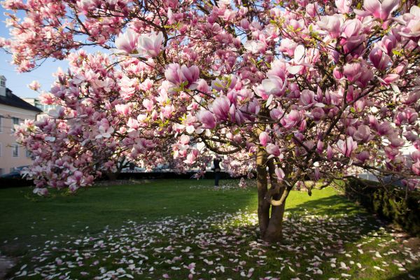 Magnolia Tree Planting in Carmel