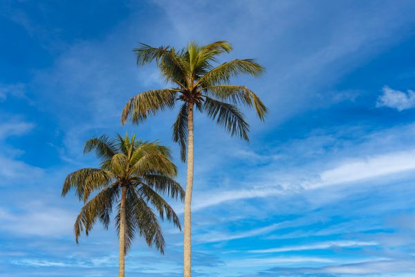 Palm Tree Planting in Carmel