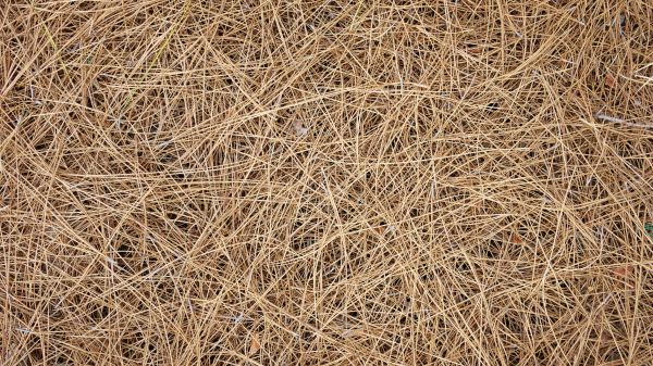 Pine Needles Delivery in Carmel