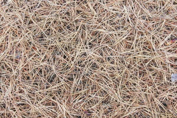 Pine Straw Installation in Carmel