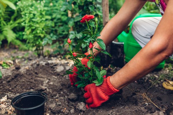 Planting Service in Carmel