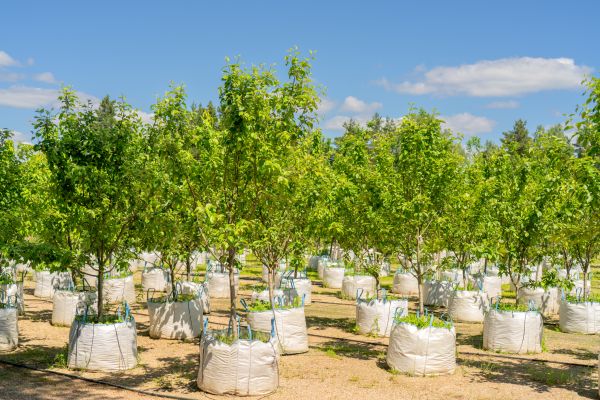 Tree Planting Service in Carmel
