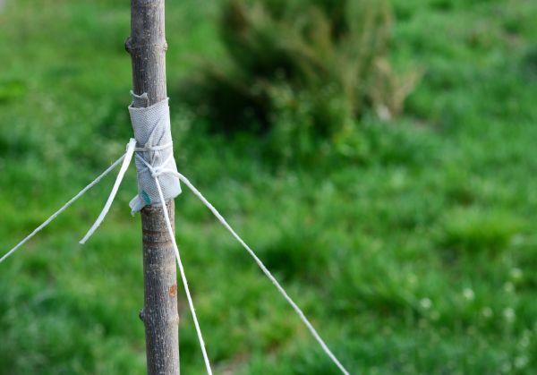 Tree Staking Service in Carmel
