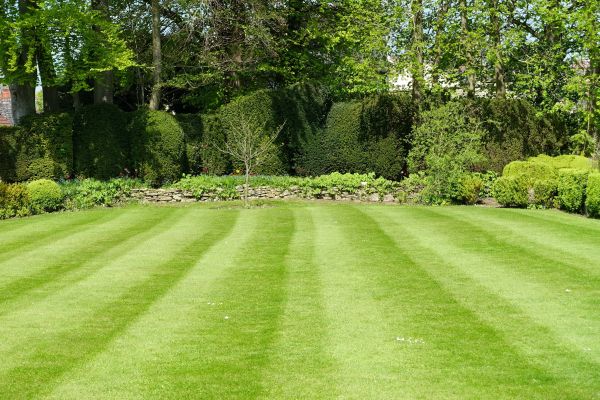 Lawn Renovation in Carmel