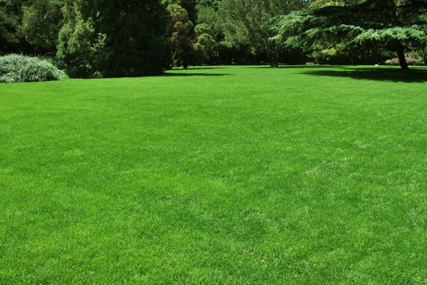 Lawn Landscaping in Carmel