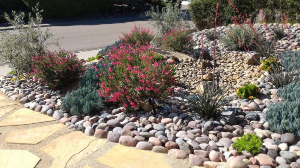 Xeriscape Landscaping in Carmel
