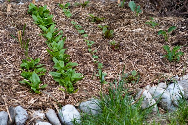 Mulch Service in Carmel