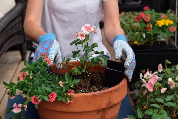 Plant Care Service in Carmel