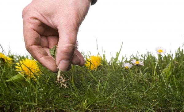 Lawn Weeding in Carmel