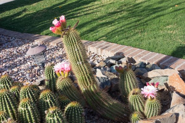 Desert Landscaping in Carmel