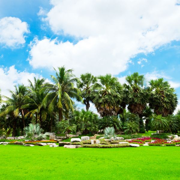 Tropical Landscaping in Carmel