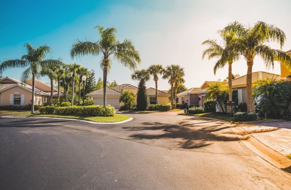 Palm Tree Landscaping in Carmel