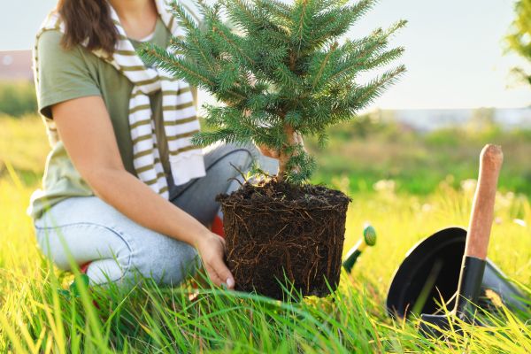 Spruce Tree Planting in Carmel
