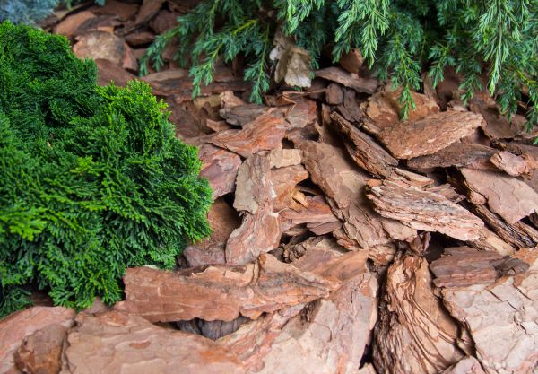 Pine Bark Installation in Carmel