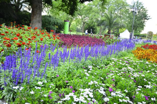 Perennials Planting in Carmel