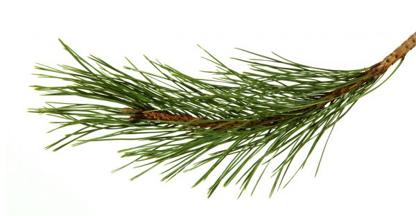 Pine Needles Installation in Carmel