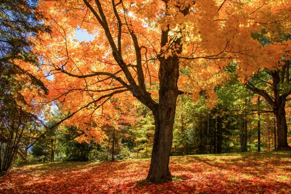 Maple Tree Planting in Carmel