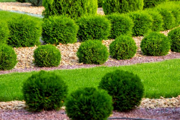Bush Installation in Carmel