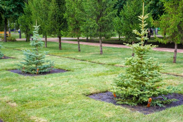 Privacy Trees Planting in Carmel