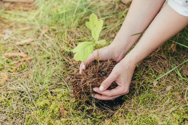 Oak Tree Planting in Carmel
