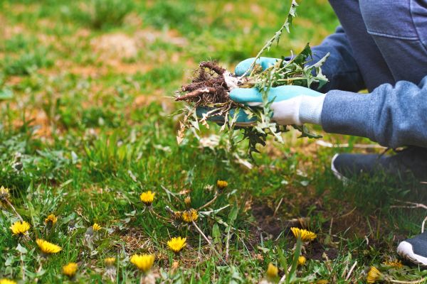 Flower Bed Clearing in Carmel