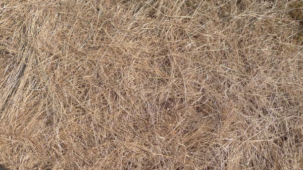 Pine Straw Replacement in Carmel