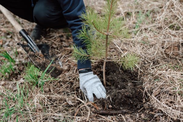 Pine Tree Planting in Carmel