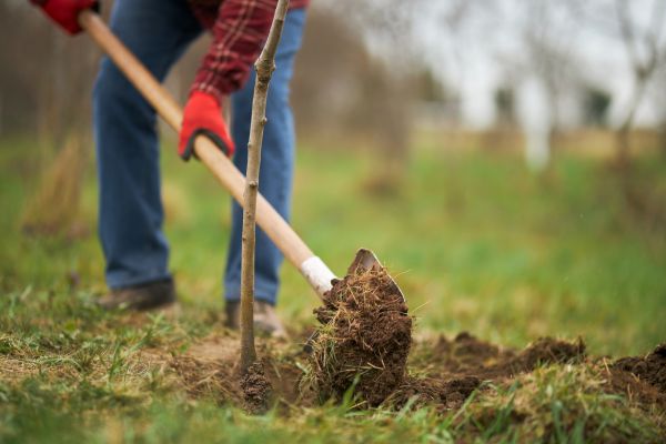Trees Planting in Carmel