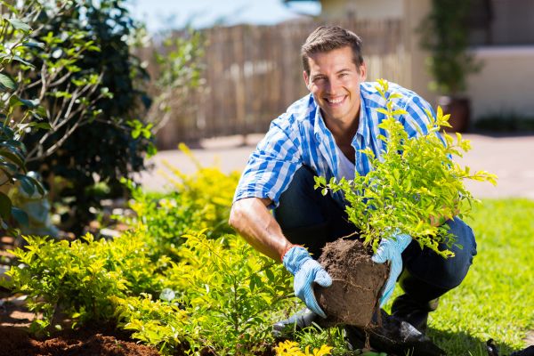 Shrub Landscaping in Carmel