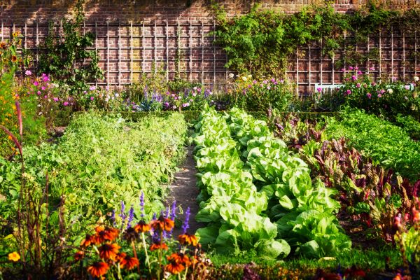Garden Planting Service in Carmel