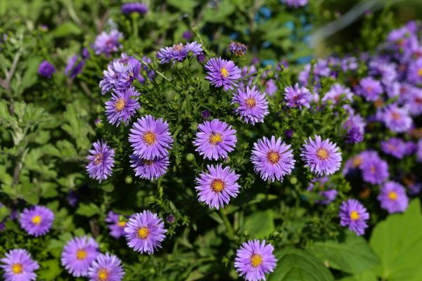 Perennial Flower Planting in Carmel