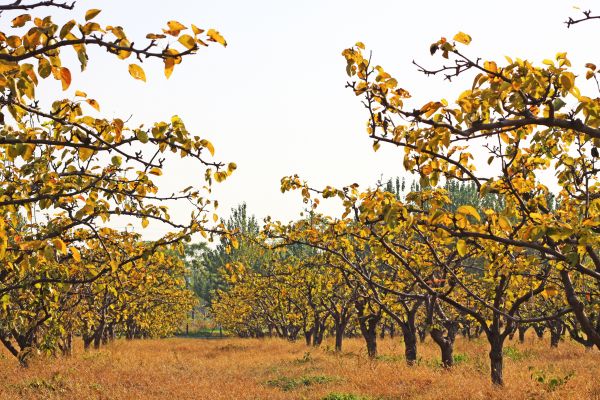 Pear Tree Planting in Carmel