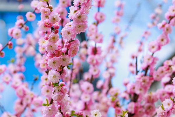Japanese Cherry Tree Planting in Carmel