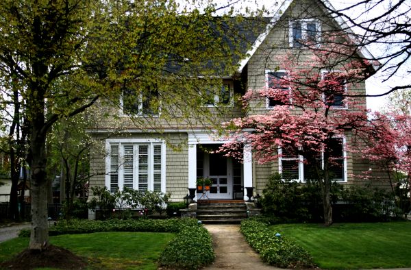 Ornamental Tree Planting in Carmel
