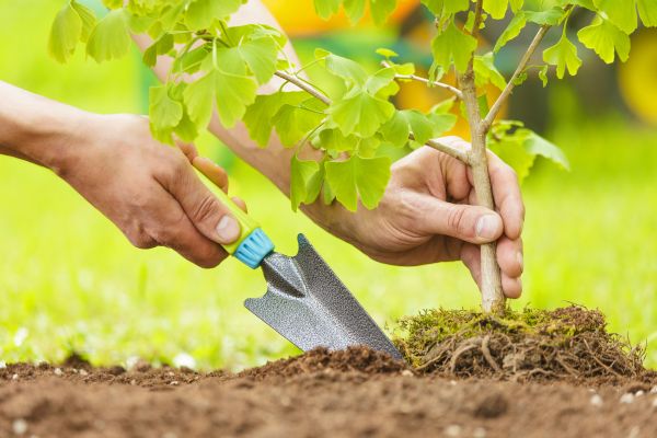 Fruit Tree Planting in Carmel