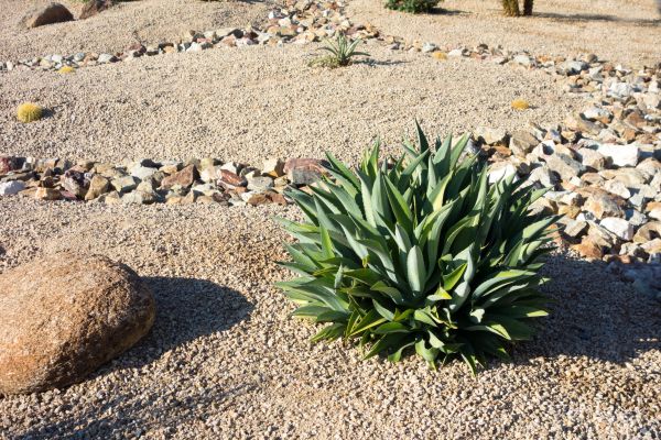Xeriscaping Service in Carmel