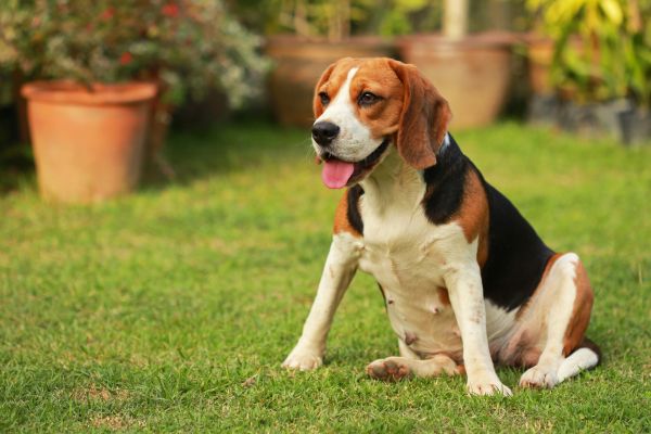 Dog Friendly Landscaping in Carmel