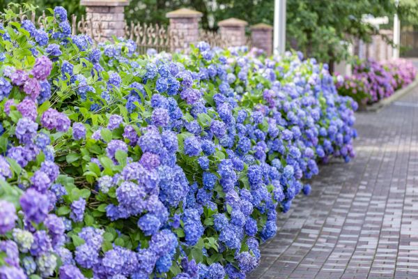 Hydrangea Landscaping in Carmel