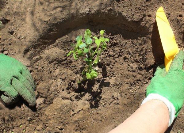 Rose Bush Planting in Carmel