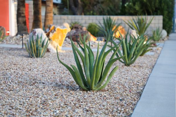 Drought Resistant Landscaping in Carmel