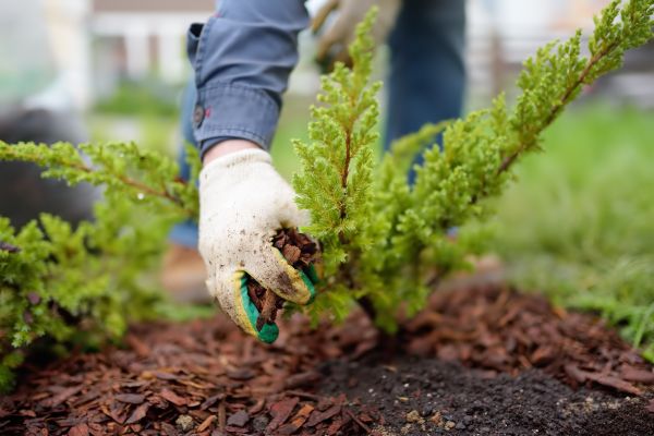 Church Mulching in Carmel