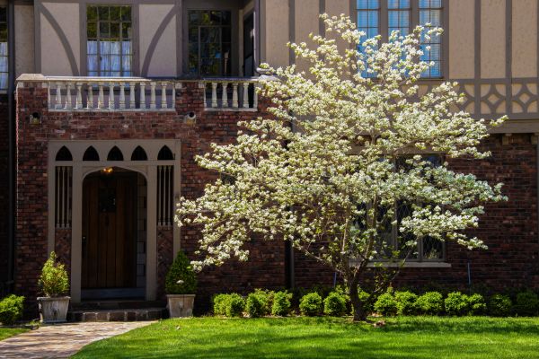 Dogwood Tree Planting in Carmel
